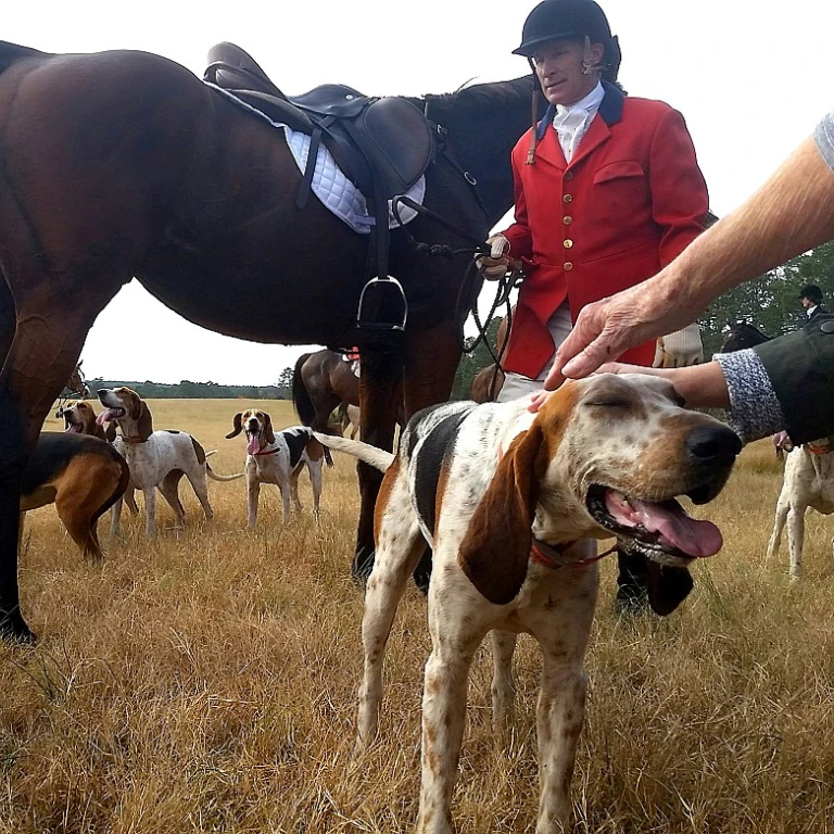 Les secrets d'un chien efficace pour la chasse au canard