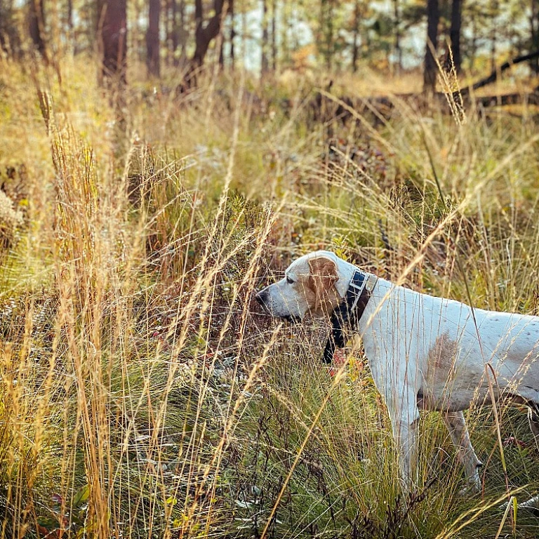 Les qualités du chien pointer pour la chasse