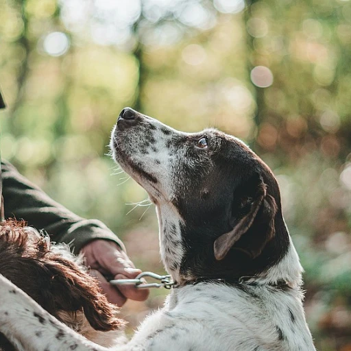 Optimiser l'entraînement physique de votre chien de chasse