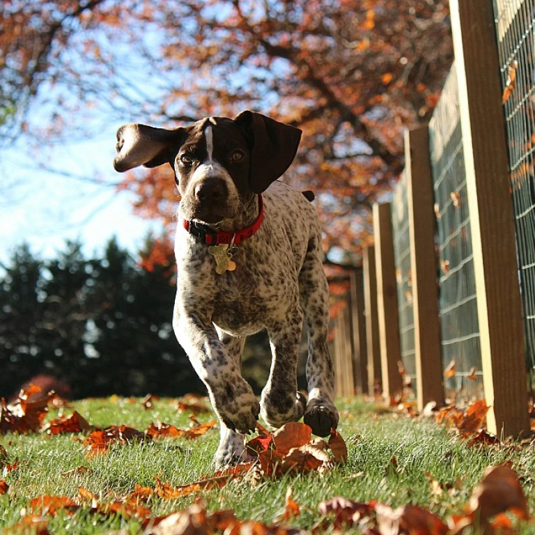 Pointeurs de Haute Volée: Comment Sélectionner et Entraîner le Champion des Chiens de Chasse