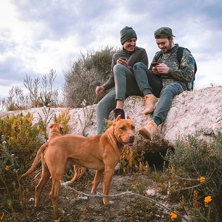 Les springer spaniels: des chasseurs aux compagnons fidèles