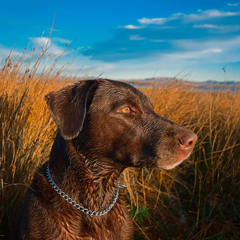 Bassets artésiens : un compagnon fidèle et habile pour la chasse