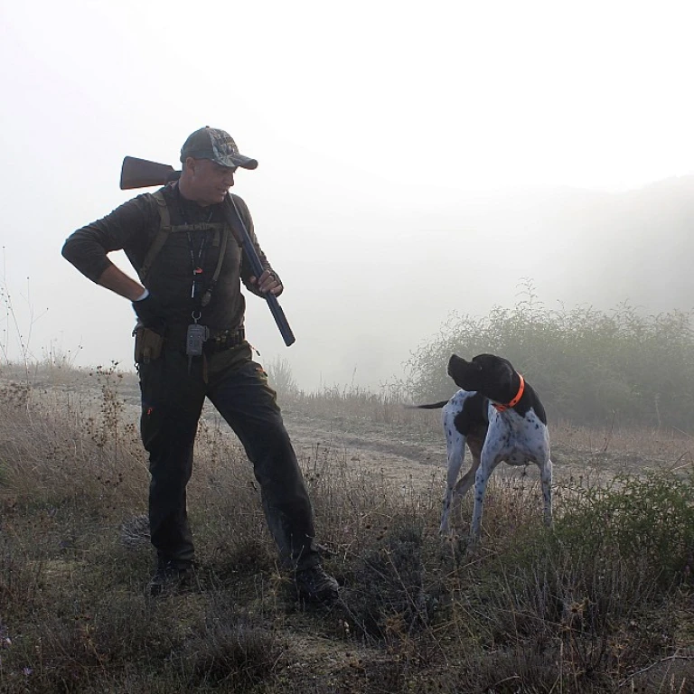 Epagneul picard : le chien de chasse aux oreilles tombantes