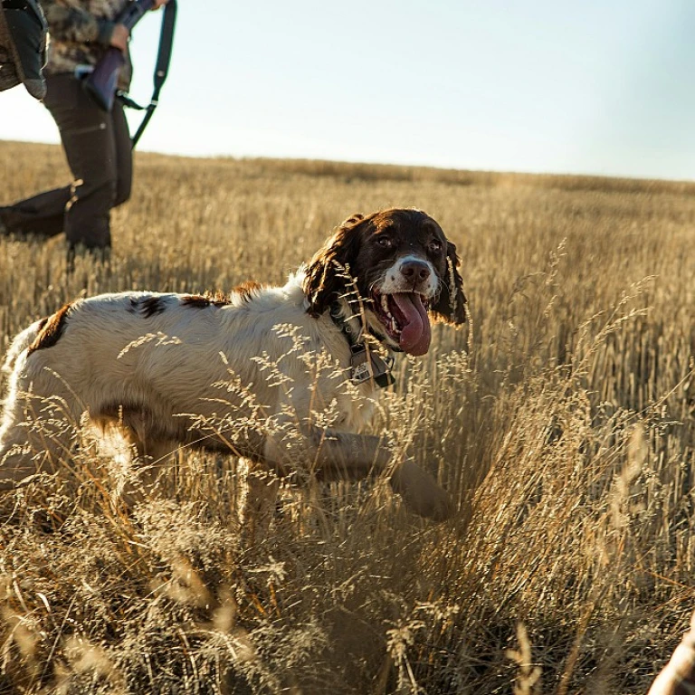 English springer spaniel : le compagnon de chasse idéal