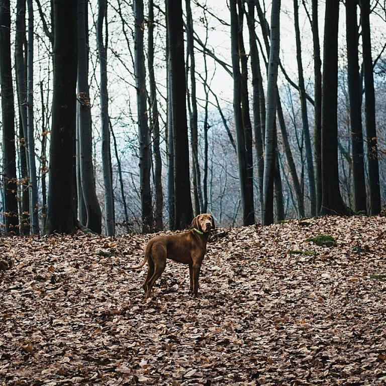 Chien korthal : tout savoir sur ce compagnon de chasse exceptionnel