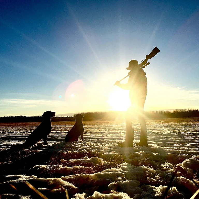 Le choix du chien idéal pour la chasse à la bécasse